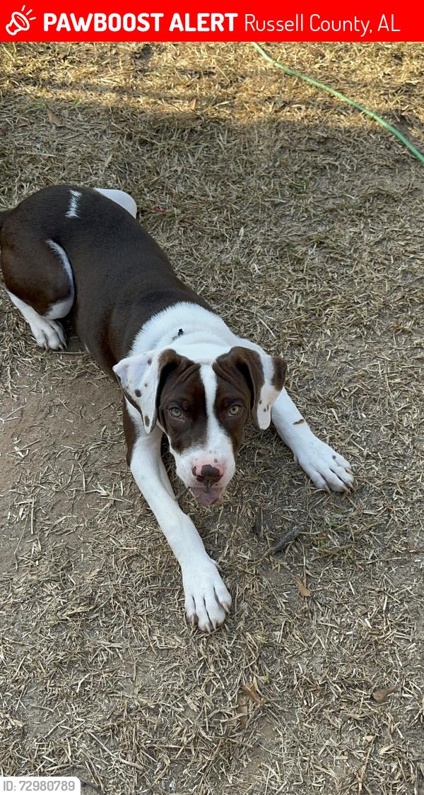 Lost Male Dog last seen Elementary school, Russell County, AL 36875