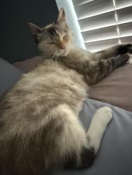 Reunited Female Cat last seen The PBI Airport, Okeeheelee Park, West Palm Beach, FL 33415