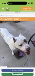 Lost Male Dog last seen Not sure around address, Aurora, CO 80013
