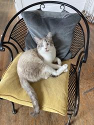 Reunited Male Cat last seen Wightman & Villa Terrace, San Diego, CA 92104