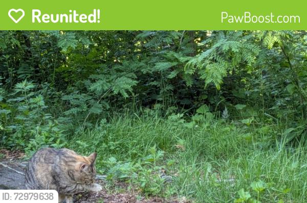 Reunited Female Cat last seen Arrowhead Drive Drive and Mines Road Bristol, Connecticut, Bristol, CT 06010