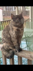 Lost Female Cat last seen Tralfalgar Dr, Pitt County, NC 28590