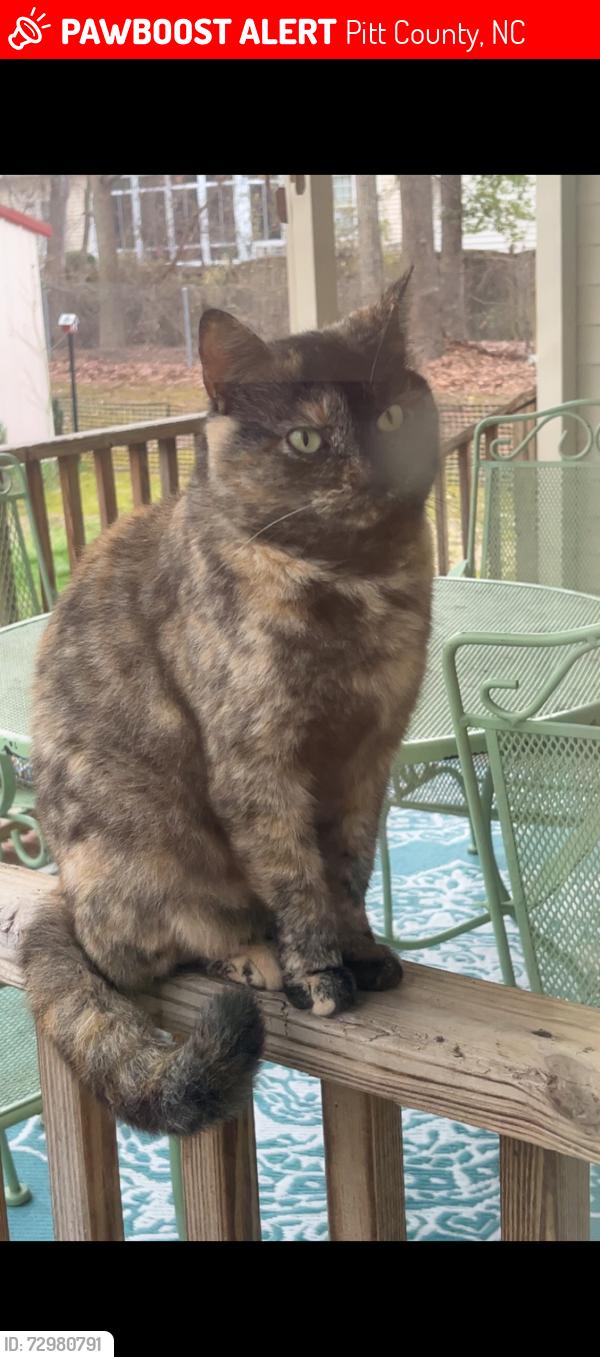 Lost Female Cat last seen Tralfalgar Dr, Pitt County, NC 28590