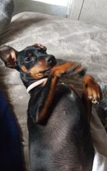 Reunited Female Dog last seen I-70 and peoria, Aurora, CO 80011