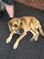 Found/Stray Male Dog last seen Near E 29th St Chattanooga TN, Chattanooga, TN 37407