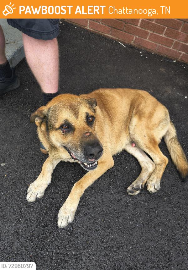 Found/Stray Male Dog last seen Near E 29th St Chattanooga TN, Chattanooga, TN 37407