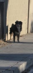 Found/Stray Unknown Dog last seen Quantana ct, Las Vegas, NV 89102