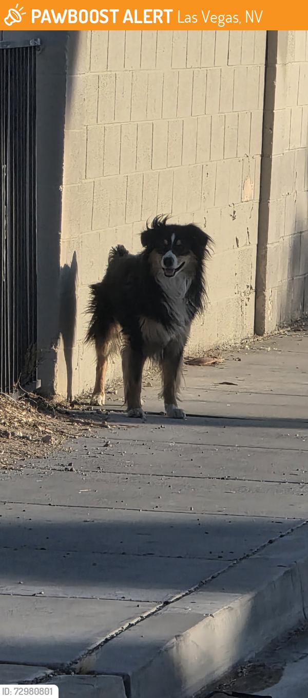 Found/Stray Unknown Dog last seen Quantana ct, Las Vegas, NV 89102