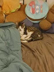 Lost Male Cat last seen a park, Wilson, WA 6107