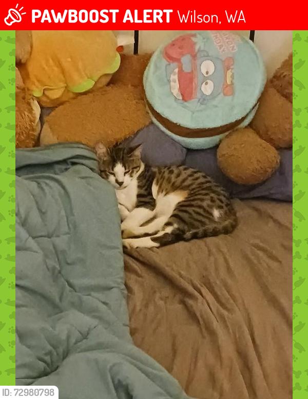 Lost Male Cat last seen a park, Wilson, WA 6107