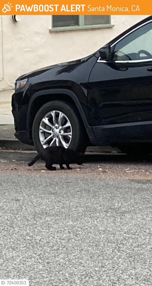 Found/Stray Unknown Cat last seen Pacific st and 3 st, Santa Monica, CA 90401