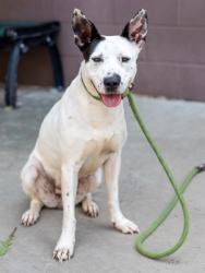 Shelter Stray Female Dog last seen Near Lavista Road, Atlanta 30324, 30324, GA, Atlanta, GA 30341