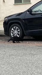 Found/Stray Unknown Cat last seen Pacific st and 3 st, Santa Monica, CA 90401