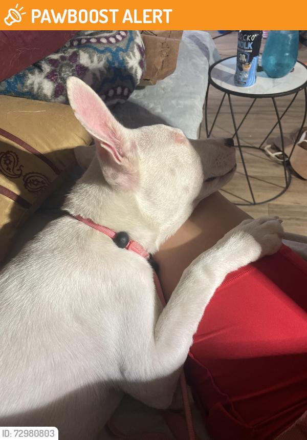 Found/Stray Female Dog last seen White settlement road , White Settlement, TX 76108