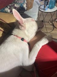 Found/Stray Female Dog last seen White settlement road , White Settlement, TX 76108