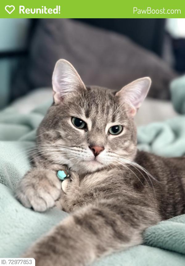 Reunited Male Cat last seen Upland CA 91786, Upland, CA 91785