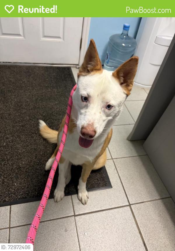 Reunited Female Dog last seen McGregor Ave, Mt Arlington, NJ 07856, USA, Mount Arlington, NJ 07856