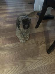 Reunited Female Dog last seen spring hill florida, Spring Hill, FL 34610