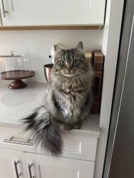 Reunited Female Cat last seen Shore drive, Winthrop, MA 02152