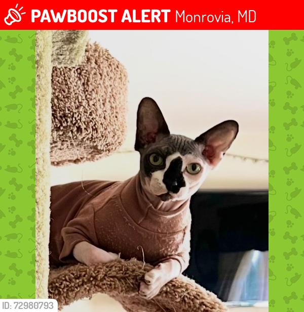 Lost Male Cat last seen Last seen heading west on Runkles drive , Monrovia, MD 21770