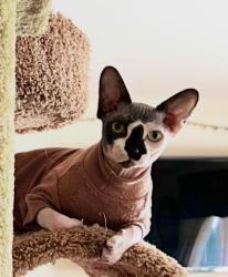 Lost Male Cat last seen Last seen heading west on Runkles drive , Monrovia, MD 21770