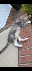 Found/Stray Female Cat last seen Penny road high point nc, High Point, NC 27265