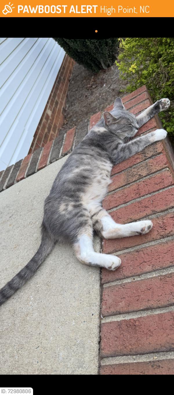 Found/Stray Female Cat last seen Penny road high point nc, High Point, NC 27265