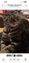 Lost Female Cat last seen Millmead Road , West Midlands, England B32 3AY