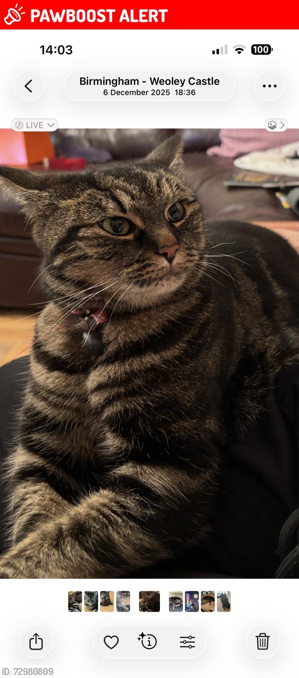 Lost Female Cat last seen Millmead Road , West Midlands, England B32 3AY