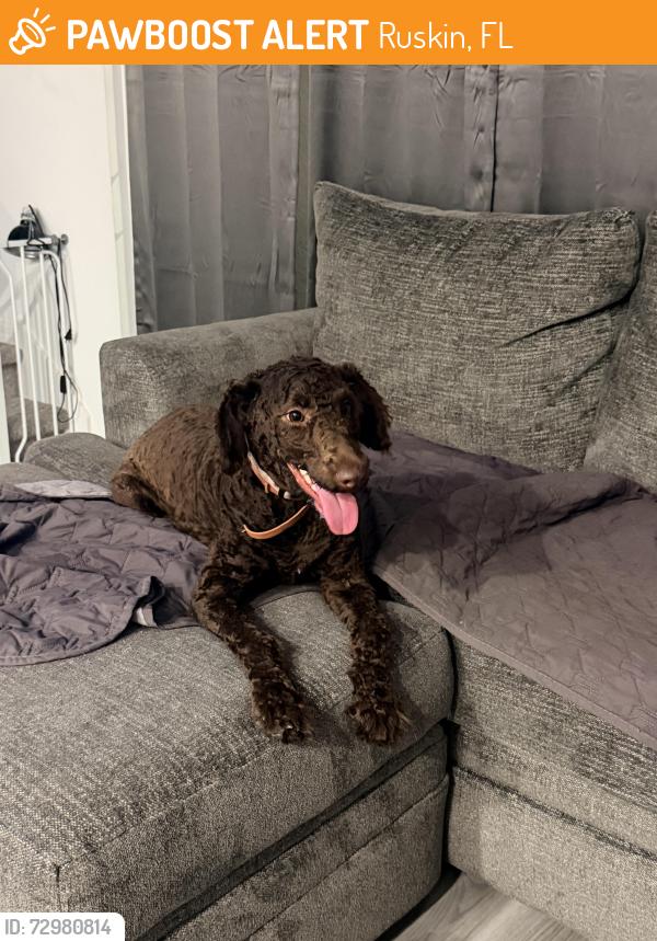 Found/Stray Female Dog last seen 12th street, in between college Ave and s point rd, Ruskin, FL 33570