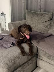 Found/Stray Female Dog last seen 12th street, in between college Ave and s point rd, Ruskin, FL 33570