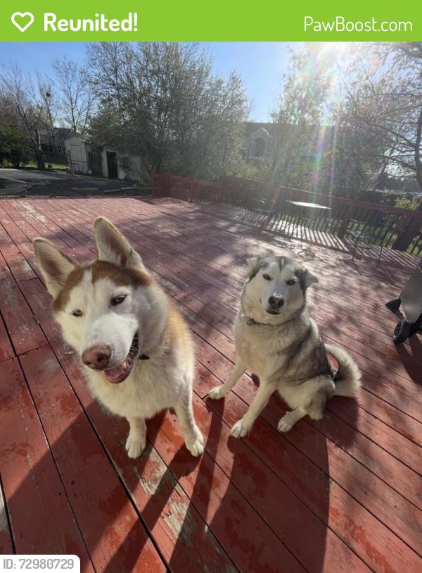 Reunited Male Dog last seen Near S Taft Hill Rd Unit K, Fort Collins, CO 80521, USA, Fort Collins, CO 80521