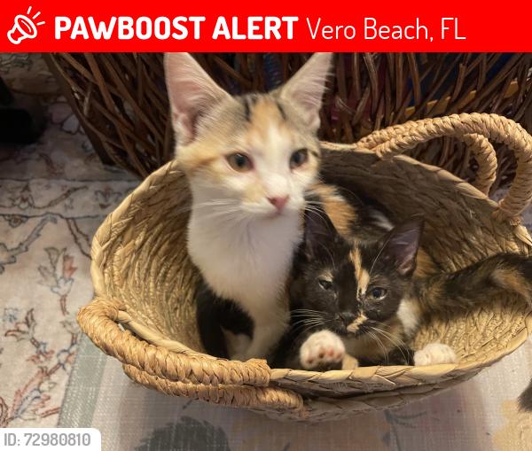 Lost Female Cat last seen 8th street , Vero Beach, FL 32962
