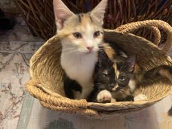 Lost Female Cat last seen 8th street , Vero Beach, FL 32962