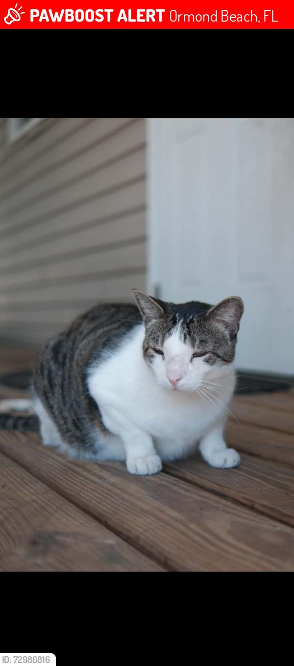Lost Male Cat last seen Airport Rd., Janice Ln., Tymber Creek Rd. , Ormond Beach, FL 32174