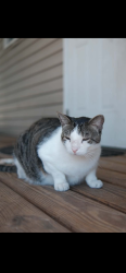Lost Male Cat last seen Airport Rd., Janice Ln., Tymber Creek Rd., Ormond Beach, FL 32174