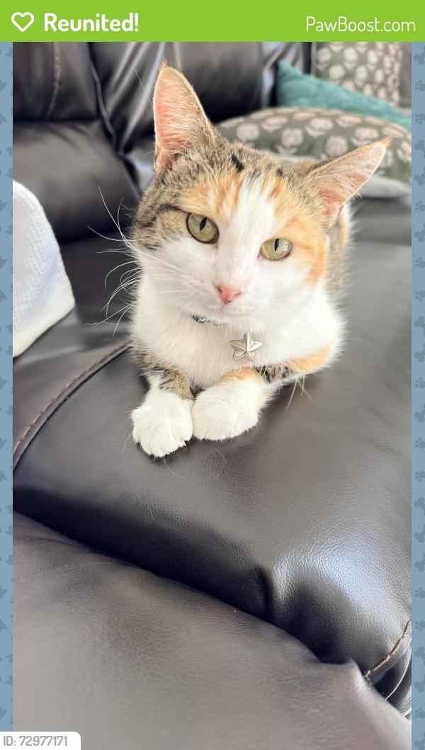 Reunited Female Cat last seen Evergrene Community or possibly Publix at Frenchman’s Creek, Palm Beach Gardens, FL 33410