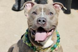 Shelter Stray Male Dog last seen Richmond Terrace, STATEN ISLAND, NY, 10301, Staten Island, NY 10309