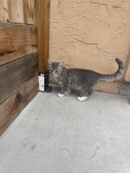 Found/Stray Female Cat last seen Concho Pl , Oceanside, CA 92057