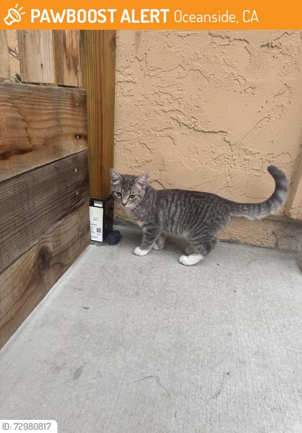 Found/Stray Female Cat last seen Concho Pl , Oceanside, CA 92057