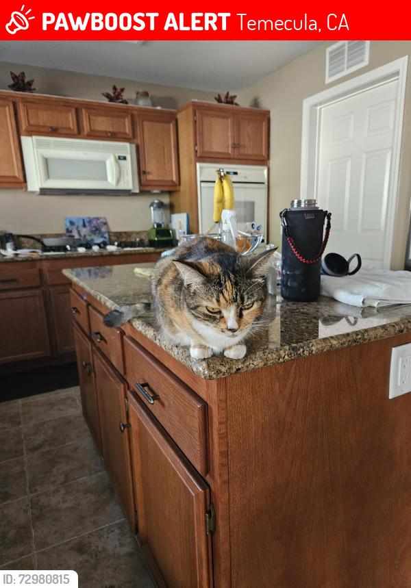 Lost Female Cat last seen Sharon , Temecula, CA 92592