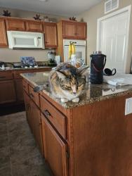 Lost Female Cat last seen Sharon , Temecula, CA 92592