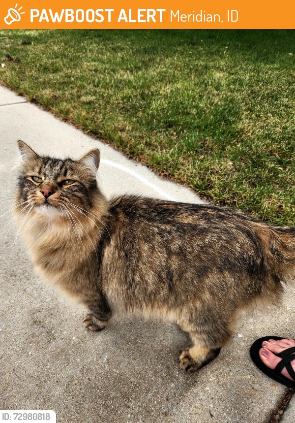 Found/Stray Female Cat last seen THAMES and RAVENHURST , Meridian, ID 83646