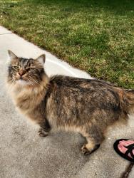 Found/Stray Female Cat last seen THAMES and RAVENHURST , Meridian, ID 83646