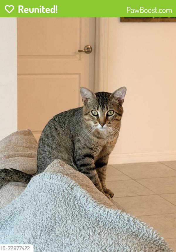 Reunited Male Cat last seen Mandrake and mandrake, Port St. Lucie, FL 34952