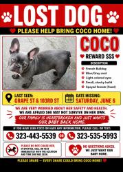 Reunited Female Dog last seen 103rd and g st, Los Angeles, CA 90002