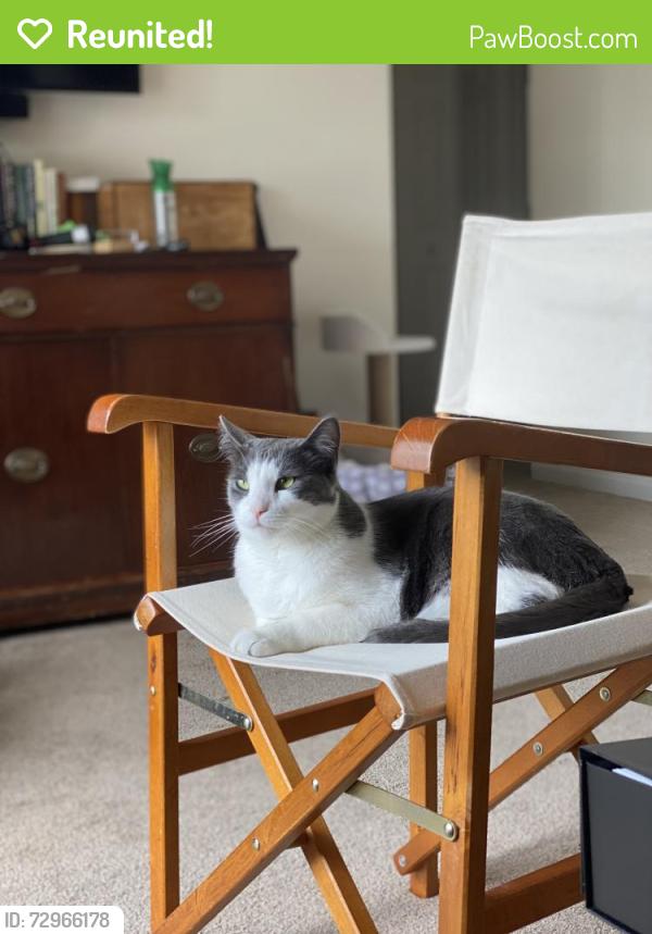 Reunited Male Cat last seen Veterans Dr, Traverse City, MI 49684