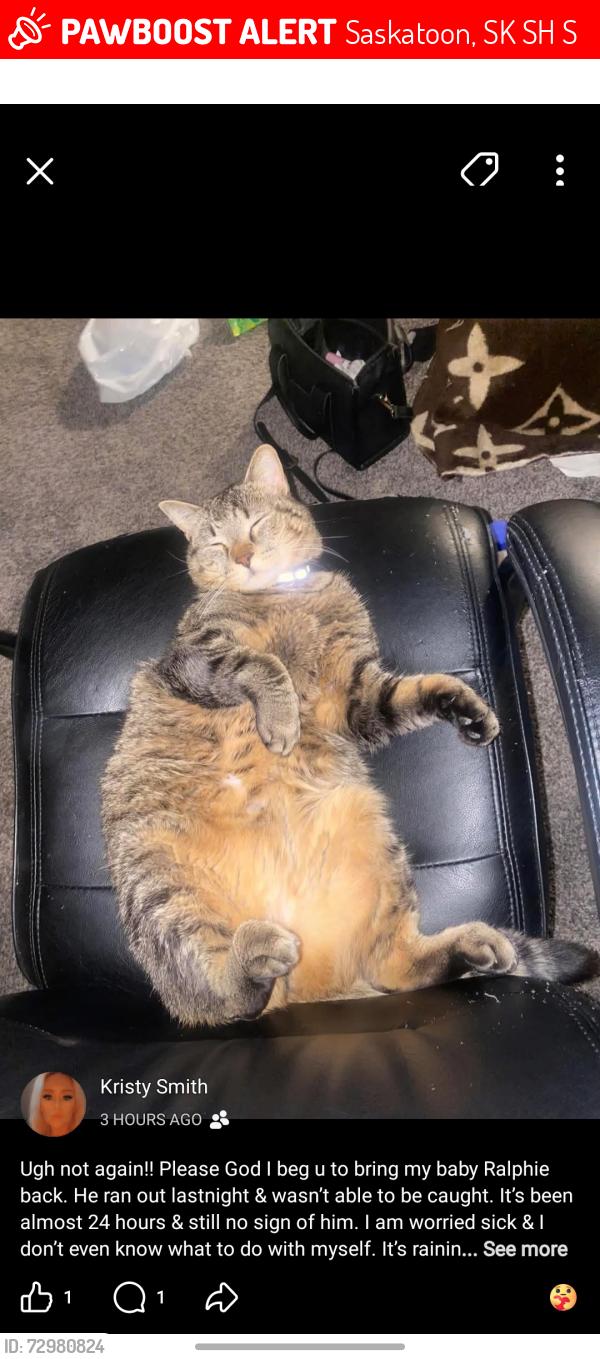 Lost Male Cat last seen Near 8th street the colonial , Saskatoon, SK S7H 0S7