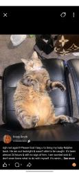 Lost Male Cat last seen Near 8th street the colonial , Saskatoon, SK S7H 0S7