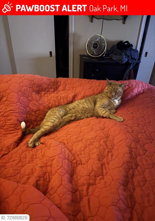 Lost Female Cat last seen Jerome St between Northfield and Dartmouth, Oak Park, MI 48237